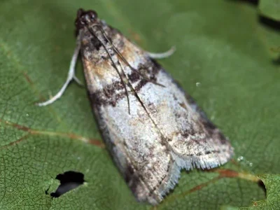 Sciota rhenella