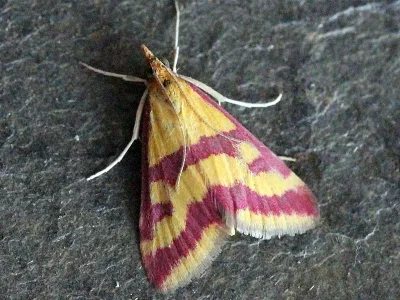 Pyrausta sanguinalis