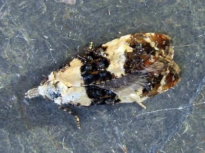 Phtheochroa duponchelana