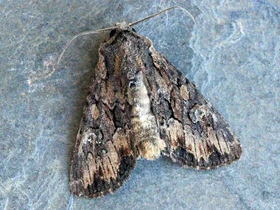Mniotype solieri