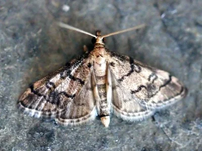 Metasia cuencalis
