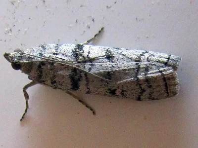 Dioryctria mendacella