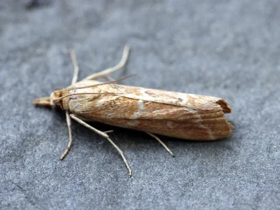 Bradyrrhoa cantenerella