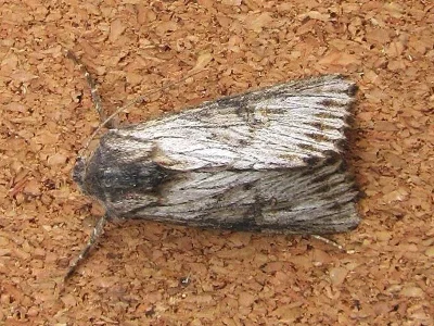 Aporophyla (Aporophyla) australis