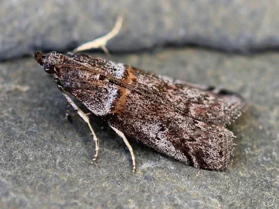 Acrobasis obliqua