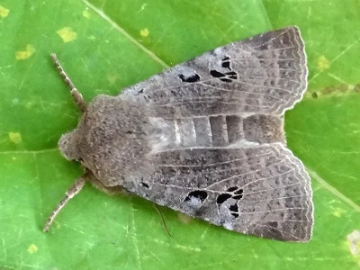 Conistra (Conistra) rubiginosa