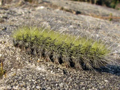 Thaumetopoea herculeana