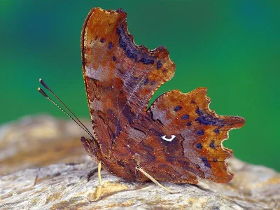 Polygonia c-album