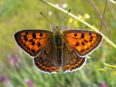 Lycaena (Heodes) bleusei