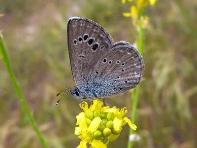 Glaucopsyche melanops