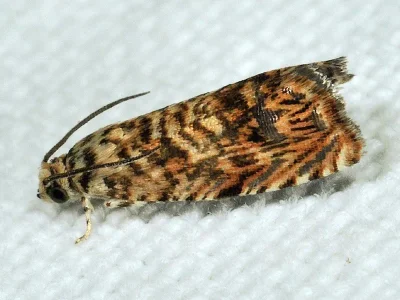 Pammene amygdalana