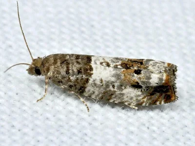 Notocelia trimaculana