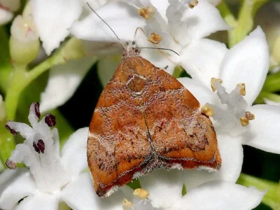 Choreutis nemorana