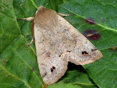 Anorthoa munda