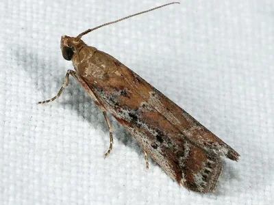 Pempeliella sororiella