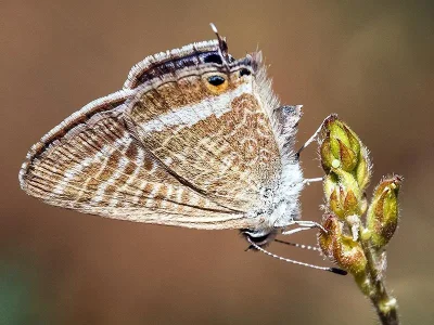 Lampides boeticus