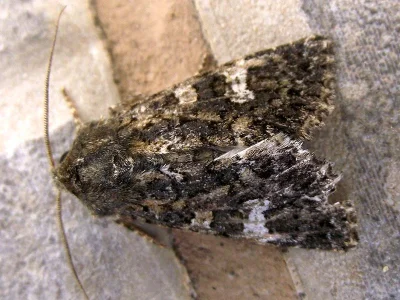 Polymixis (Polymixis) serpentina