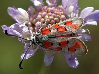Zygaena (Zygaena) rhadamanthus