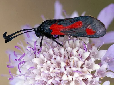 Zygaena (Mesembrynus) contaminei