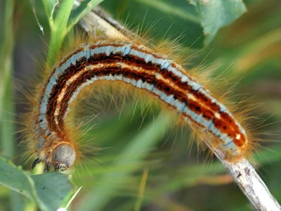Malacosoma (Clisiocampa) neustria