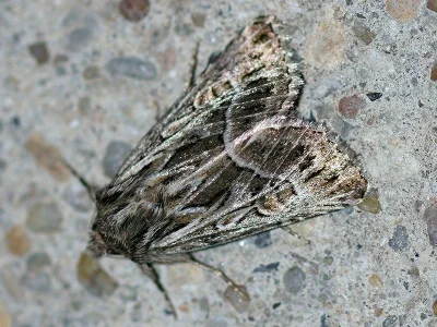 Thalpophila vitalba