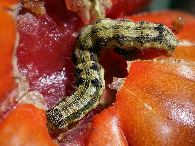 Helicoverpa armigera