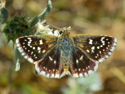 Spialia orbifer