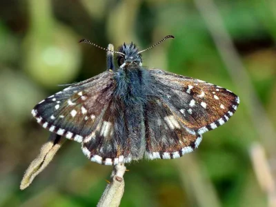Pyrgus armoricanus