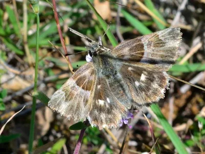 Muschampia orientalis