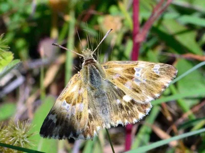 Muschampia lavatherae