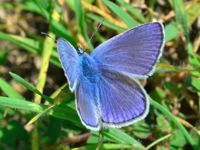 Polyommatus (Agrodiaetus) thersites