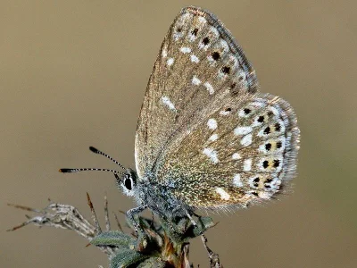 Neolycaena (Neolycaena) soezen