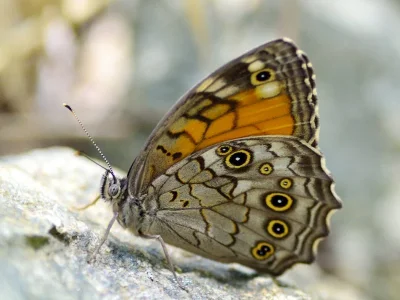 Kirinia roxelana