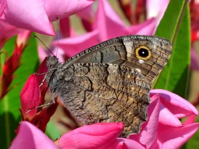 Hipparchia (Neohipparchia) fatua
