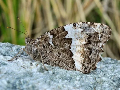 Brintesia circe