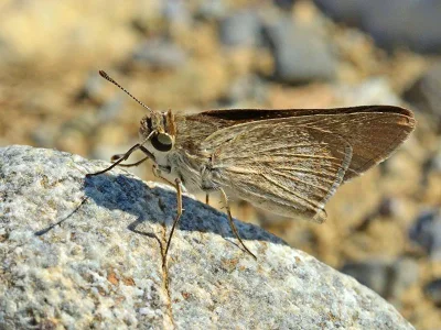 Gegenes pumilio