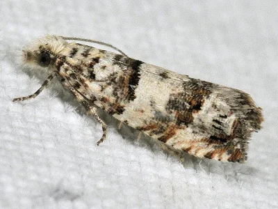 Thiodia trochilana