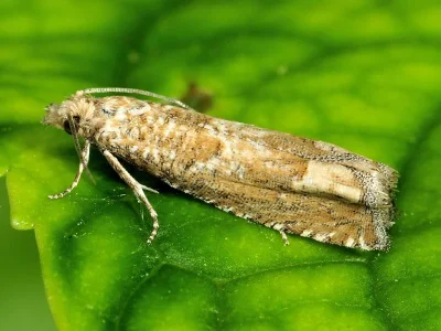 Pelochrista caecimaculana