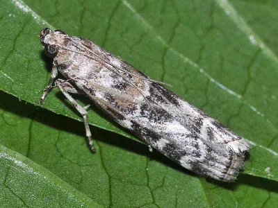 Dioryctria abietella