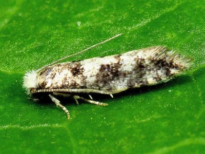 Infurcitinea albicomella