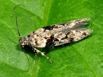 Caryocolum proxima