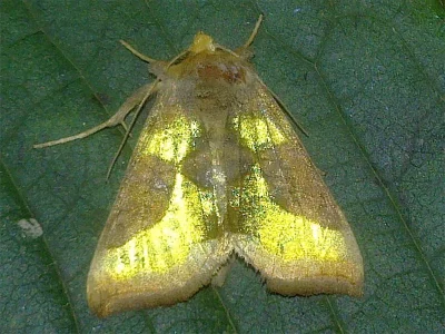 Diachrysia stenochrysis