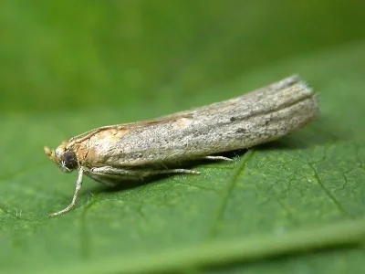 Gymnancyla hornigii