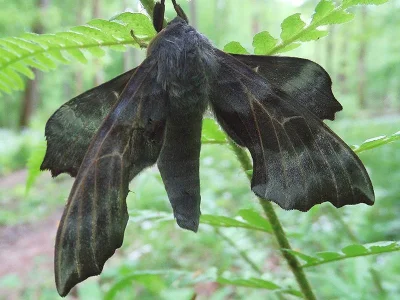 Laothoe amurensis