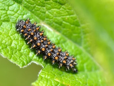 Melitaea (Mellicta) athalia