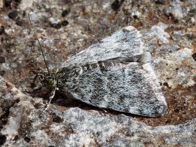 Orenaia andereggialis
