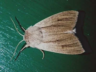 Simyra albovenosa