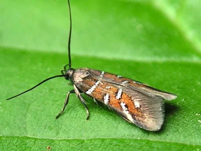 Pancalia schwarzella