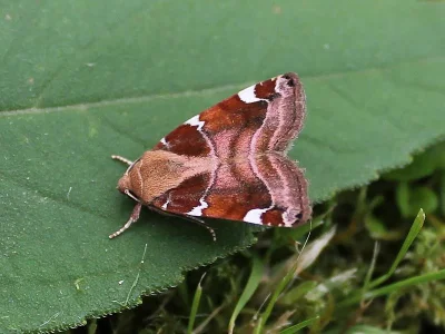 Cosmia (Cosmia) diffinis
