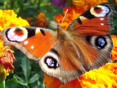 Aglais io